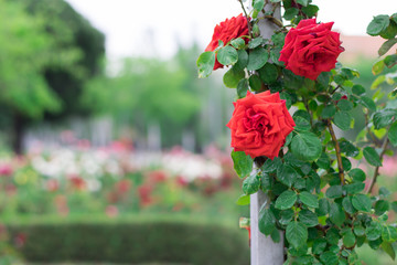 Red roses in a garden.