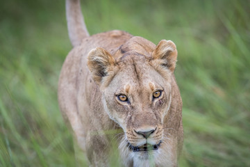 Naklejka premium Female Lion walking towards the camera.