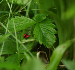 dwa czerwone chrząszcze - ogniczki na liściach