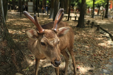 奈良公園の雄鹿