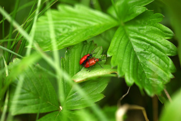 dwa czerwone chrząszcze - ogniczki na liściach © agarianna