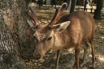 奈良公園の雄鹿