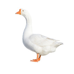 Naklejka premium White domestic goose isolated on white