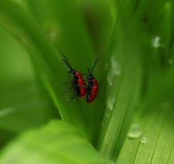 dwa czerwone chrząszcze - ogniczki na liściach