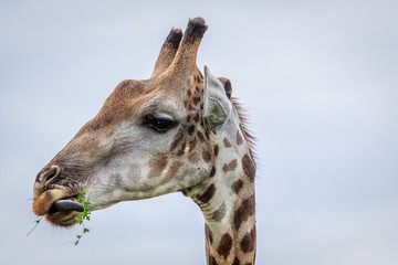 Close up of an eating Giraffe.