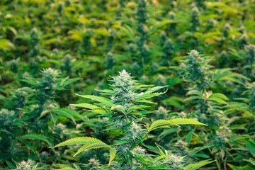 California Cannabis Gorilla Grow  