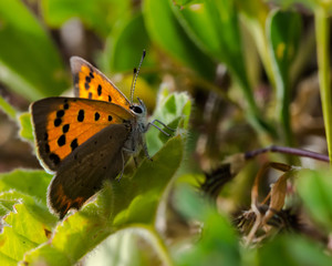 Brown butterfly