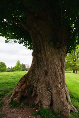 Big old tree with huge roots. Landscape, countryside.