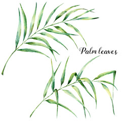 Watercolor palm tree leaves. Hand painted exotic greenery branch. Botanical illustration. For design, print or background