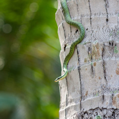 Golden tree snake or chrysopelea ornata climbing on coconut tree trunk, close up of pit viper