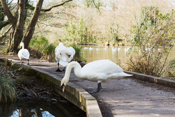 Swans