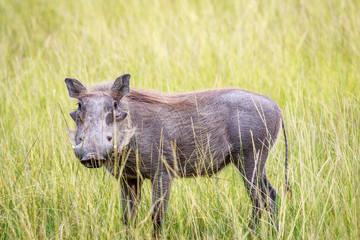 Warthog standing in long grass.