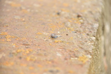 Garden Snail crawling