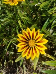 Star Flower