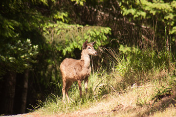 Deer coming out of the Forest