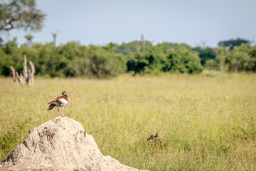Egyptian goose standing on a Termite mount.