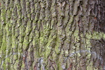 Tree trunk