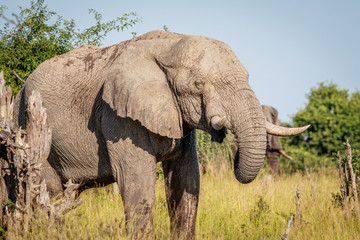 Fototapeta na wymiar Elephant eating in the Okavango delta.