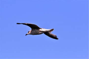  beautifull sky bird flying