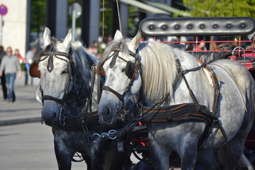 Horses waiting for passengers