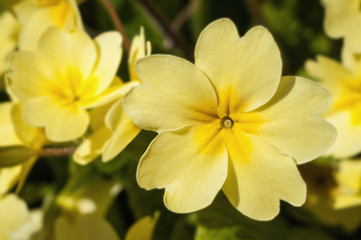 Yellow Primrose Flowers