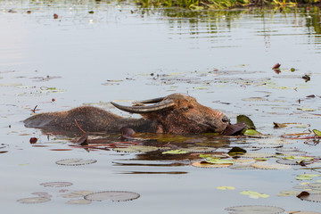 Water buffalo