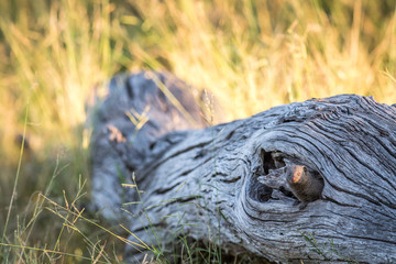 Dwarf mongoose hiding in a fallen tree.