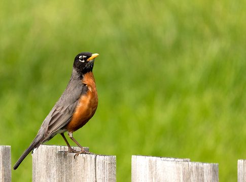 Robin on Wodden Fence During Spring