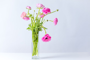 Bunch of pink ranunculus in a square glass vase on a white background.