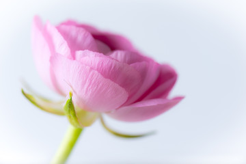 Close up of pink ranunculus on white background.