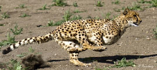 Cheetah Running