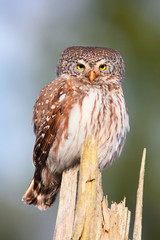 eurasian pygmy owl