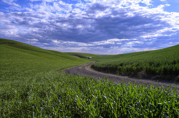 A Palouse road