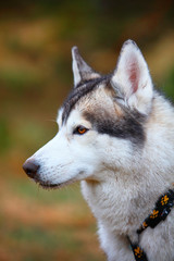 husky dog closeup portrait
