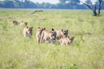 Pride of Lions walking in the high grass.