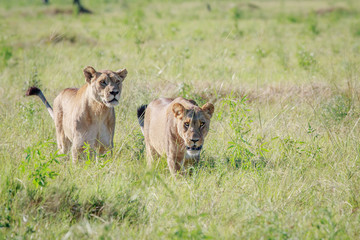 Two Lions walking in high grass.