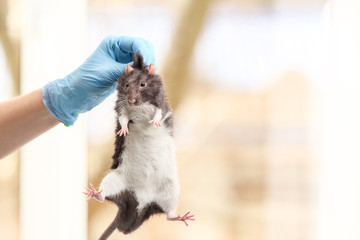 Hand of scientist with cute rat on blurred background
