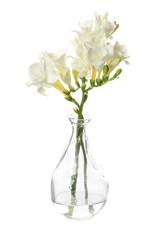 Vase with beautiful freesia flowers on white background