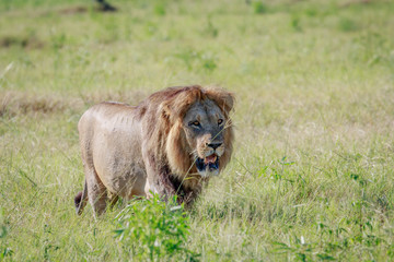 Male Lion walking in the grass.