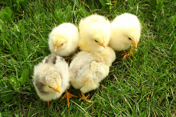 Cute baby chicks on green grass, closeup