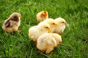 Cute baby chicks on green grass, closeup