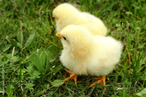 Cute Baby Chicks On Green Grass Closeup Stock Photo And Royalty