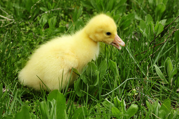 Cute duckling on green grass, closeup