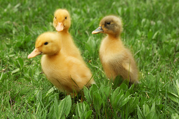 Cute ducklings on green grass, closeup