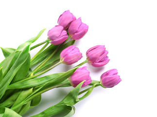 Beautiful bouquet of lilac tulips on white background