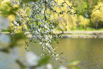 Branches of blooming tree near river on spring day
