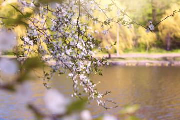 Branches of blooming tree near river on spring day