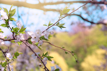 Branches of blooming spring tree on sunny day