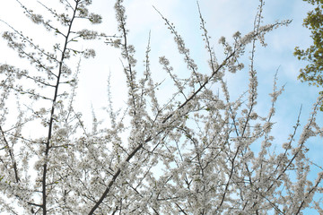 Branches of blooming tree on spring day