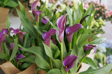 Beautiful calla flowers in shop